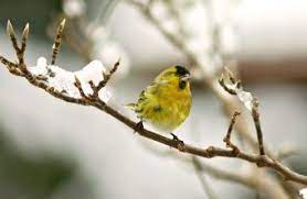 Ihr wollt ein vogelhaus für euren garten bauen? Die 25 Haufigsten Wintervogel Lbv Gemeinsam Bayerns Natur Schutzen