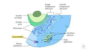 Smooth endoplasmic reticulum, mitochondria, golgi bodies, lysosomes. Mitochondria Definition Structure Function With Diagram
