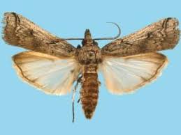 Image result for Melhania prostrata