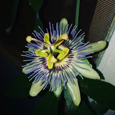 Image result for Zornia punctatissima