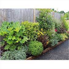 Small Evergreen Perennials Uk Garden Design Ideas Clever Low Maintenance Border Shrubs Low Maintenance Garden Design Low Maintenance Garden Shrubs For Borders