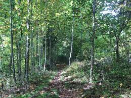 East french creek primitive campground: French Creek Camping