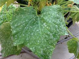 Conditions associated with a white tongue. White Spots On Squash Leaves What To Do