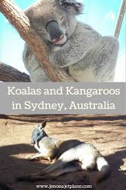 At Wild Life Sydney Zoo Guests Have The Ability To Meet A Koala And A Kangaroo The Last Place You D E Sydney Australia Travel Australia Australia Travel Guide
