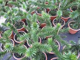 Dennoch braucht auch diese schmucktanne die richtige pflege, damit sie gut wächst und ihr dekoratives aussehen behält. Araucaria Araucana Andentanne Chilenische Schmucktanne