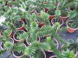 Die chilenische schmucktanne ist anspruchsvoll und braucht bestimmte voraussetzungen, um optimal gedeihen zu können. Araucaria Araucana Andentanne Chilenische Schmucktanne