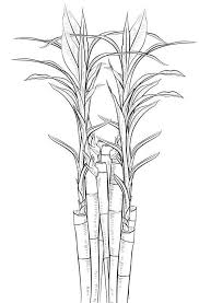 Bamboo Coloring Page Bamboo Shoots Coloring Picture Coloring Pictures Coloring Pages Zoo Coloring Pages