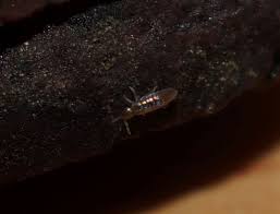 Nicht alle kleinen insekten, die in der blumenerde herumhüpfen, sind schädlinge. Meine Grosse Leidenschaft Die Phalaenopsis Springschwanze