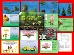 Examples include ferns, mosses and so on. Plant Growth Reproduction And Life Cycle Lessons With Interactive Student Notebook Lessons Teaching Resources