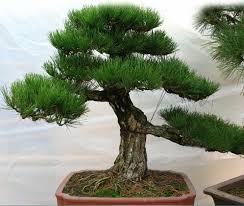 100 Adet Lotfree Nakliye Sicak Satis Cam Agaci Tohumlari Pinus Thunbergii Tohumlar Bonsai Tohumlari Saksi Peyzaj Ev Bahce Damla Siparis Ev Bahce N Dilek Dualari Com