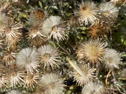 Image result for Helichrysum cephaloideum