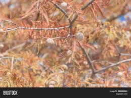 We did not find results for: Close Bald Cypress Image Photo Free Trial Bigstock