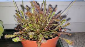 Diese hochwertigen fensterbänke in gussmarmor, beschichteten spanplatten fensterbänke und mauerabdeckungen für innen und außen. Hat Meine Nidiformis Ein Problem Drosera Gesellschaft Fur Fleischfressende Pflanzen E V