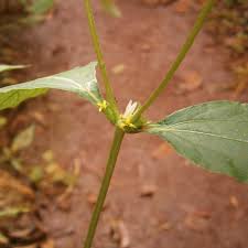 Image result for Synedrella nodiflora