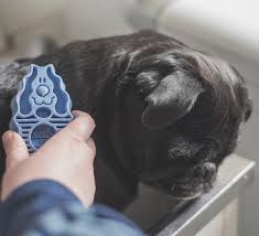 Pug Cinsi Kopegi Sahiplerine Bakimi Icin 5 Onemli Tavsiye