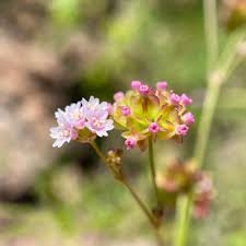 Image result for Nyctaginaceae