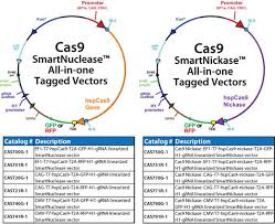 The biggest difference is in their shape: Crispr Cas9 Smartnuclease Genome Engineering System Vector Based
