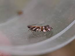 Image result for Ericinella