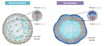 Maybe you would like to learn more about one of these? Phloem Structure Bioninja