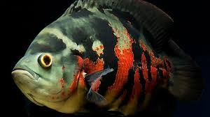 Ikan oscar dikenal sebagai predator yang memiliki sifat agresif. Ikan Oscar 8 Jenis Dan Harga Ikan Oscar Lengkap Beserta Cara Merawatnya Hewan Air Info Hewan Air Info