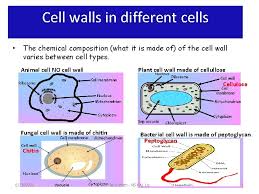 Check spelling or type a new query. Unit 1 Cell Biology Key Area 1 1
