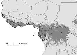 Image result for Eriosema laurentii