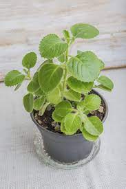 What Is Cuban Oregano Learn About Cuban Oregano Growing Requirements