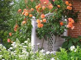 Ein garten ist herrlich, allerdings nur, wenn man sich dort völlig ungestört und vor blicken geschützt, frei bewegen kann. Minigarten Gestalten Mein Schoner Garten