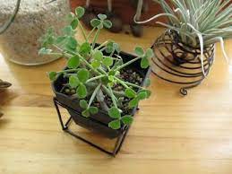 阿多肉的鋁線手作 立方體 圓柱體 彈簧圈 plants garden blog posts