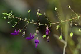 Image result for Equilabium