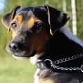 Brazilian Terrier - Facts, Pictures, Breeders, Puppies ...