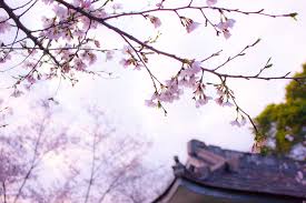 Also get a list of the best places to see cherry blossom in the us. 8 Beautiful Japanese Words For Cherry Blossom Season