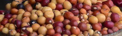 Image result for Vigna subterranea