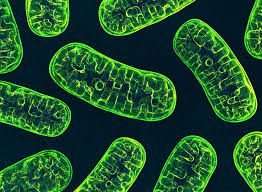 Potential New Treatment For Mitochondrial Diseases Discovered From Fruit Fly Genes