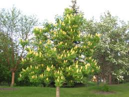 We did not find results for: Aesculus Glabra Ohio Buckeye