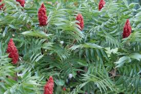 Essigbaum Ca 80 Cm Hoch In Nordrhein Westfalen Recklinghausen 10 Pflanzen Essigbaum Garten Pflanzen