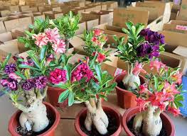 Image result for Adenium