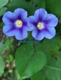 Image result for Ipomoea parasitica