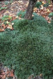 Ophiopogon Japonicus Gyoku Ryu Dwarf Mondo Grass Dry Shade Plants Mondo Grass