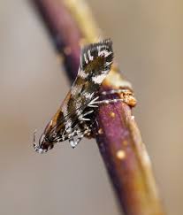 Image result for Ericinella