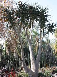 Image result for Aloe barendii