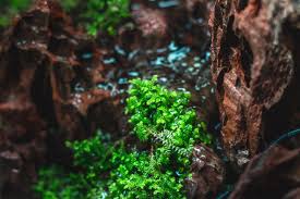 Image result for Selaginella kraussiana