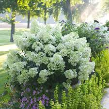 Image result for Basella paniculata