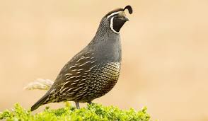 You must be willing to devote extra time to the intensive care they require. Can Quail Eat Chicken Feed Farmhouse Guide