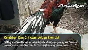 Kelebihan Dan Ciri Ayam Aduan Ekor Lidi Ayam Bangkok Kalah