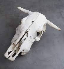 How To Whiten Animal Bones For Display Step By Step With Pictures Mom Goes Camping