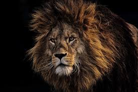 Hd Wallpaper Brown Lion Mane Predator King Of Beasts Muzzle Lion Feline Wallpaper Flare Has been added to your cart. brown lion mane predator king of