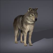 Wolf Fur 3d Model 3d Model Model Wolf