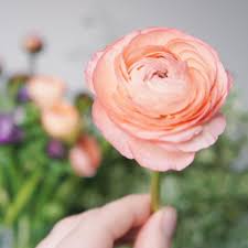 We did not find results for: Seasonal Alternatives To Peonies The Petal Emporium Naturally Elegant Floral Design