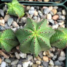 Image result for Euphorbia kilwana